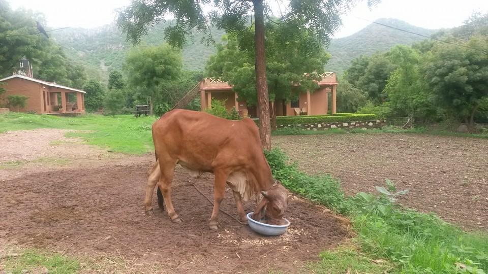Villa Krishna Ranch Udaipur Exterior foto